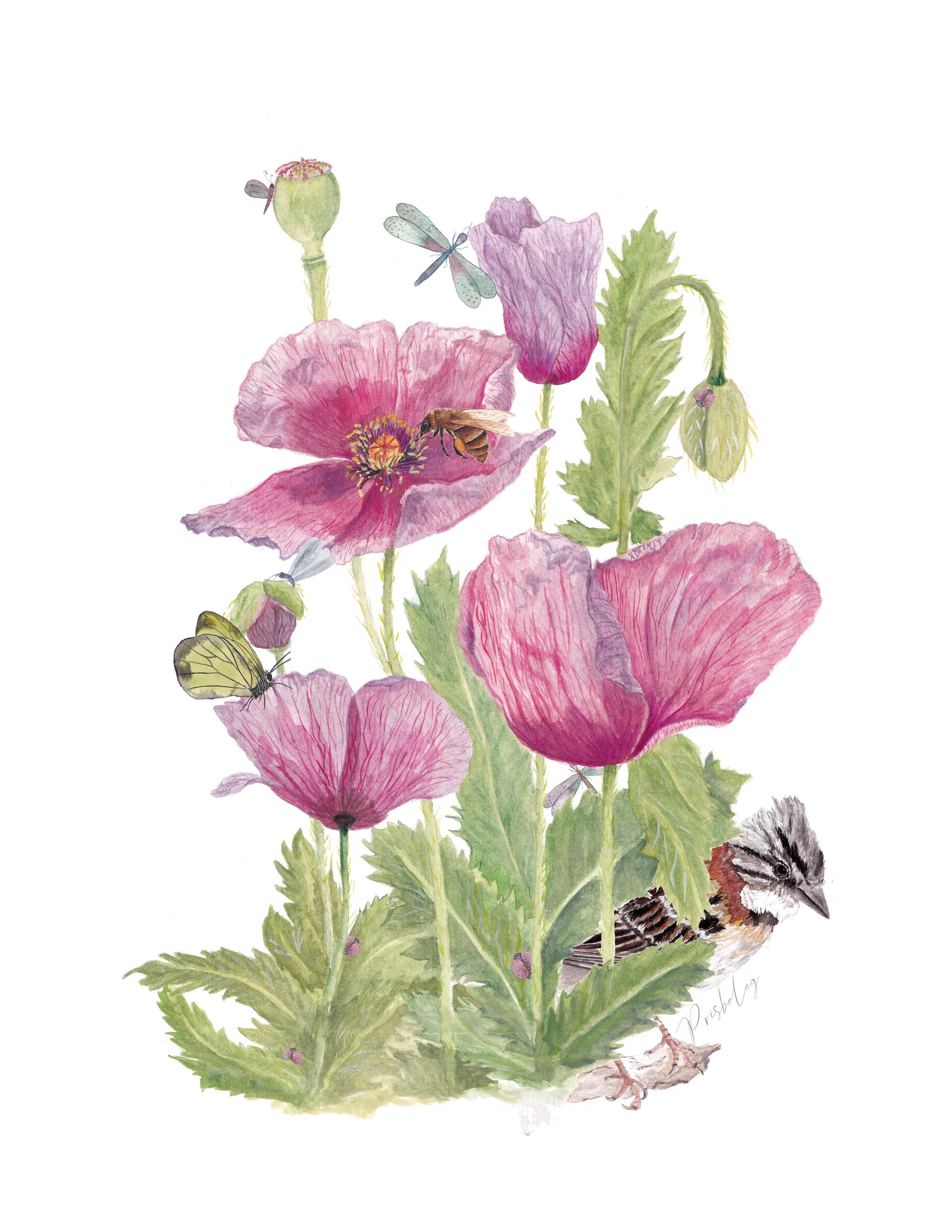 Amapolas, acuarela floral