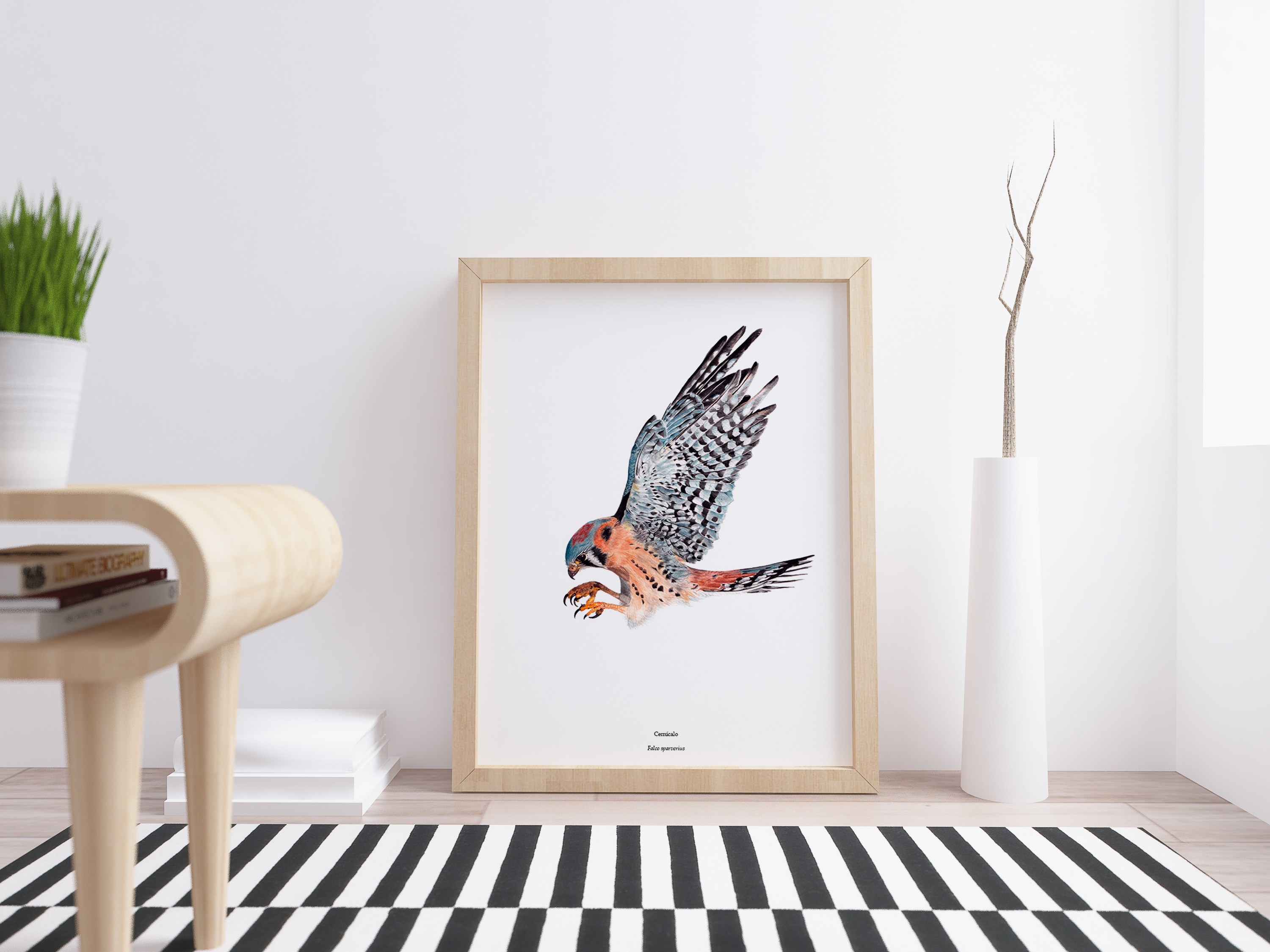 Cernícalo, aves de chile, aves rapaces, aves en acuarela