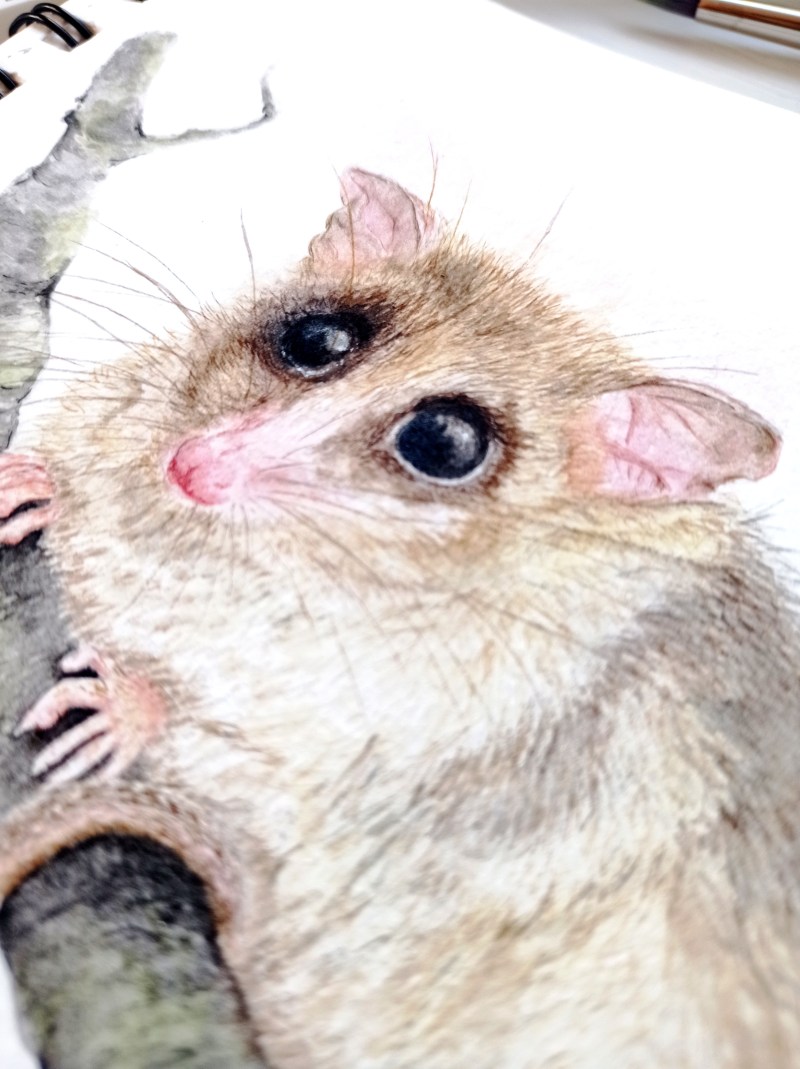 Monito del monte, marsupiales de Chile