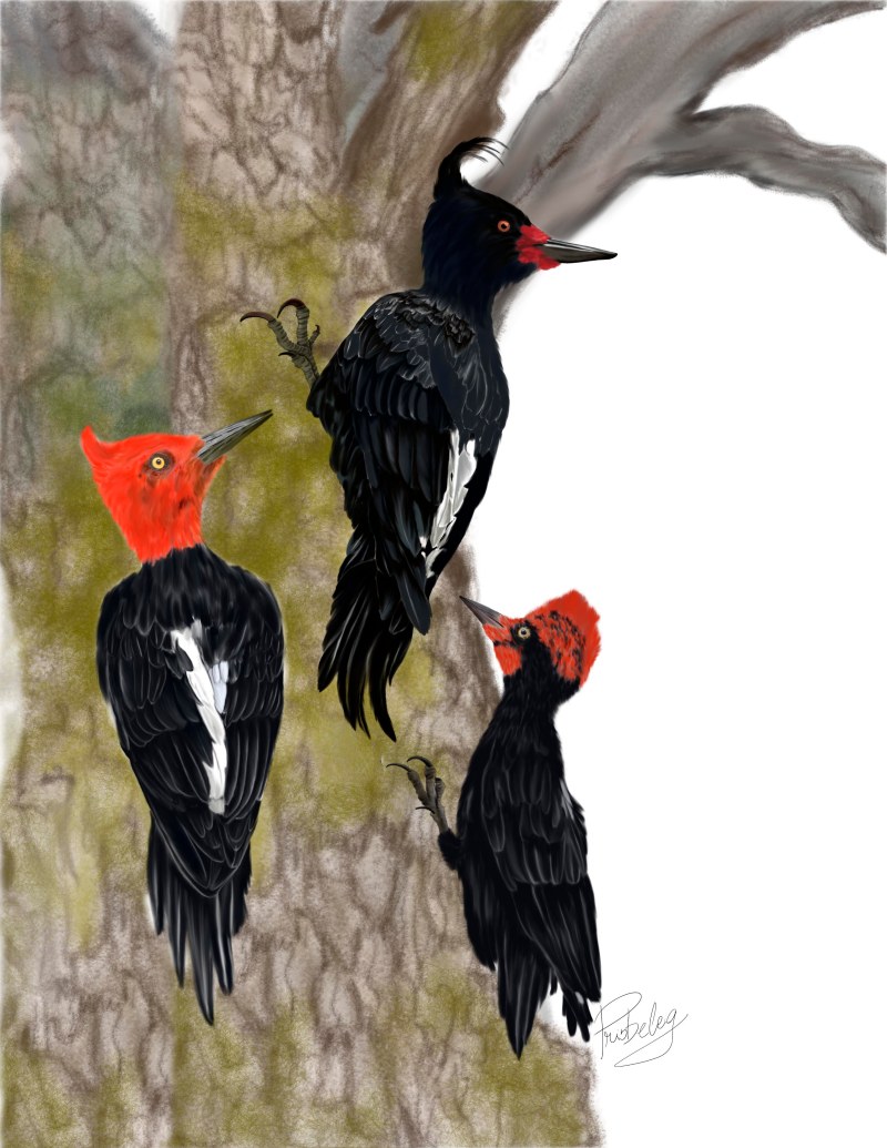 Carpinteros negros